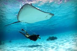 Lanzarote Dive Centre - Canary Islands. Ray.